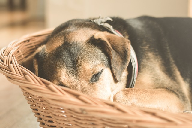 Comment trouver le panier idéal pour son chien ?