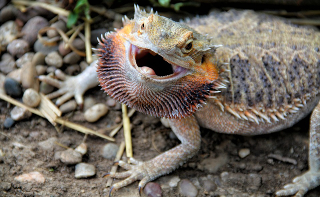 Le pogona est-il un reptile adapté aux enfants ?